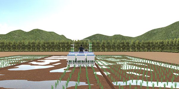 水稻全生育期种植实验