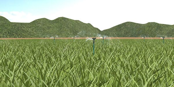 小麦全生育期种植实验